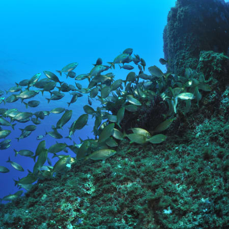 Plongée autonome Parc des Calanques - Sans hébergement