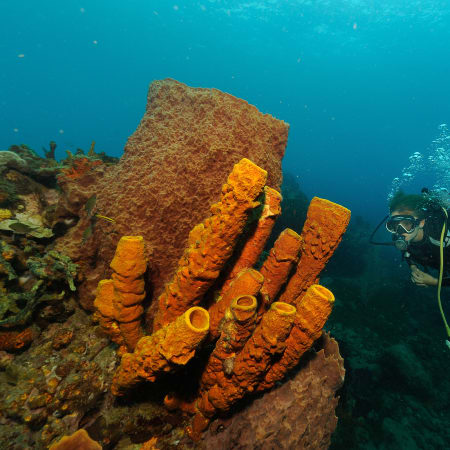 Plongée autonome 15 jours