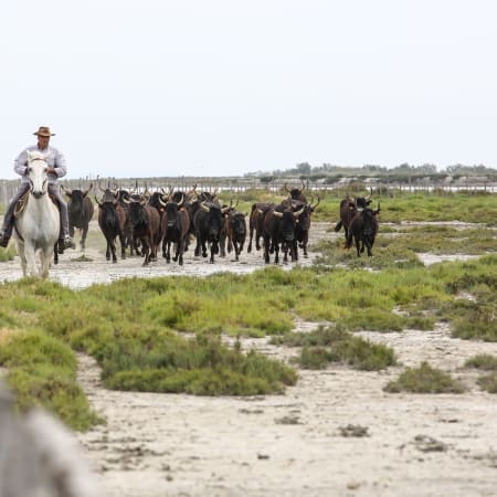 Camargue à cheval : immersion nature et traditions